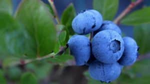 blueberry-1062710