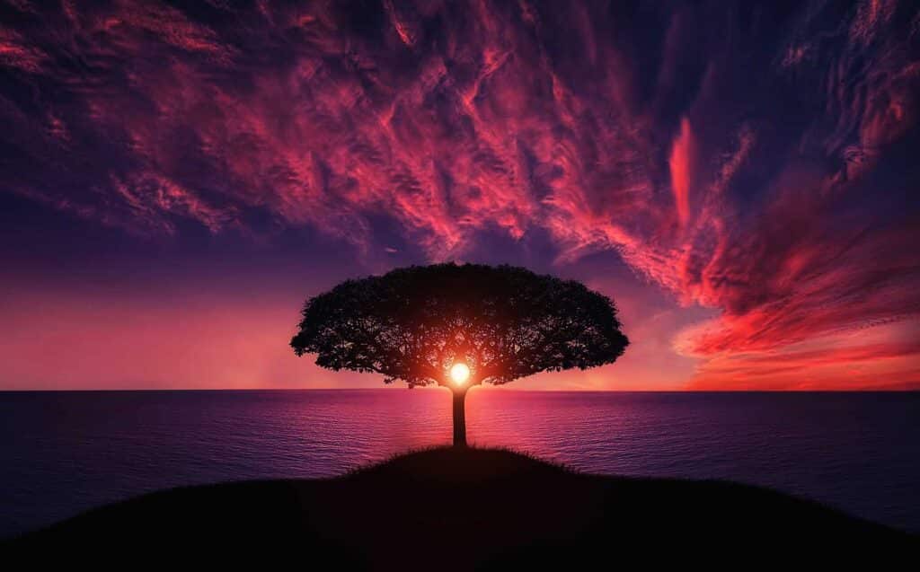 Baum vor violettem Himmel