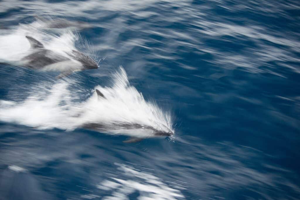 Delfine In Gischt